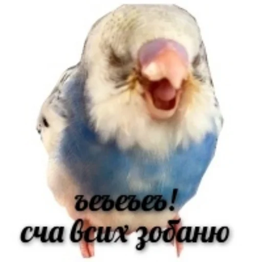 Стікер Telegram «Флекс папуги» 🤢
