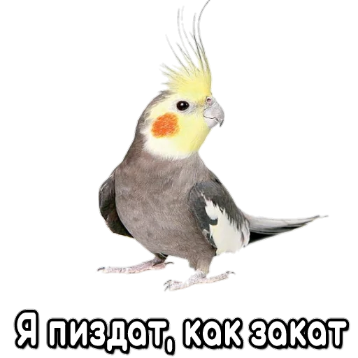 Telegram stiker «Флекс папуги» 