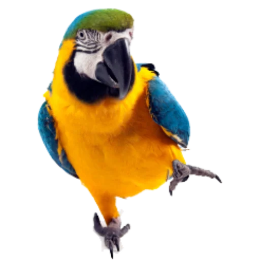 Telegram stiker «Флекс папуги» 🦜