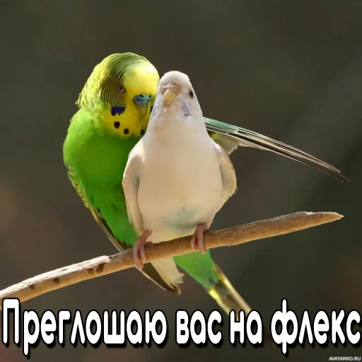 Эмодзи Флекс папуги 