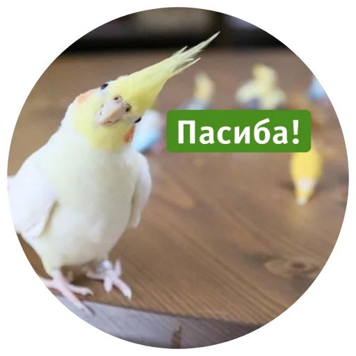 Telegram stiker «Флекс папуги» 🧘‍♂️