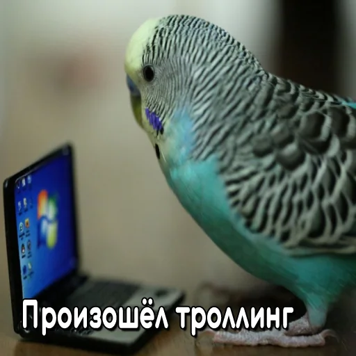 Стікер Telegram «Флекс папуги» 🔫