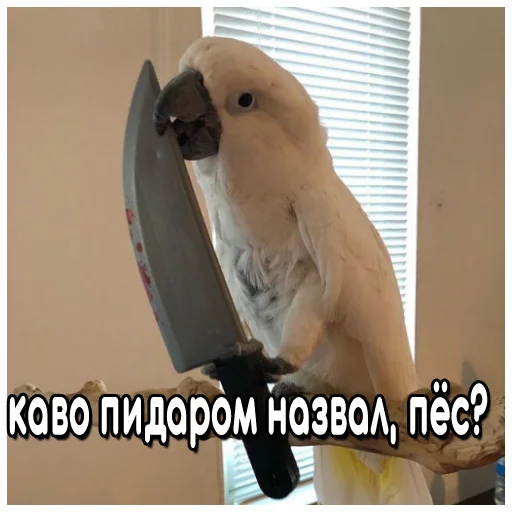Стікер Telegram «Флекс папуги» 💵