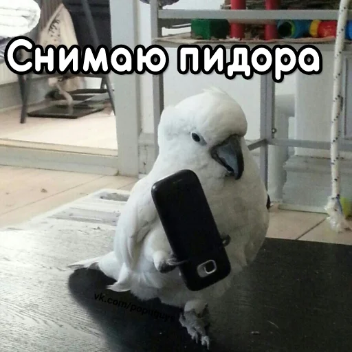 Стикер Telegram «Флекс папуги» ☕