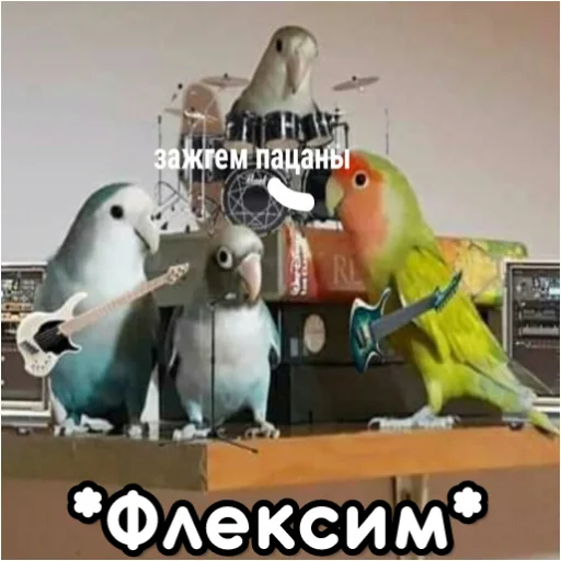Telegram stiker «Флекс папуги» 