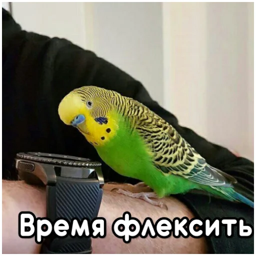 Стікер Telegram «Флекс папуги» 🐝