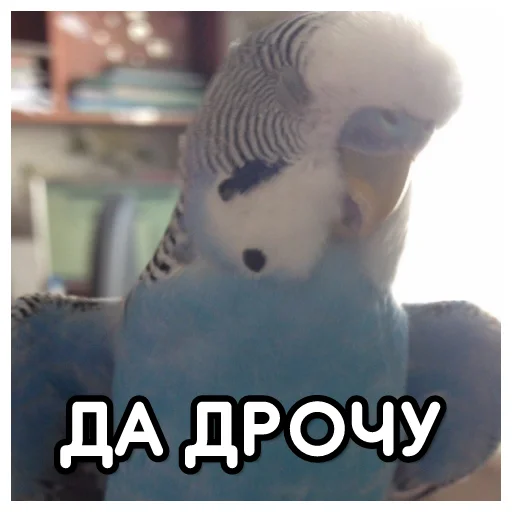 Telegram Sticker «Флекс папуги» 🚵