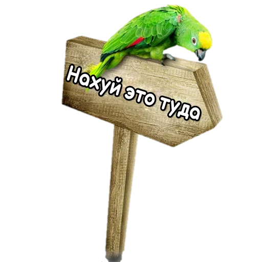 Telegram Sticker «Флекс папуги» 😡