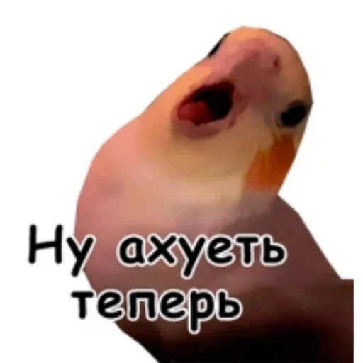 Telegram stiker «Флекс папуги» 🧐