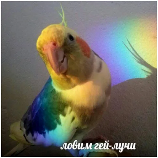 Telegram Sticker «Флекс папуги» 