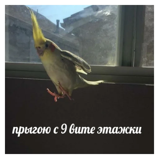 Стикер Telegram «Флекс папуги» 🥄