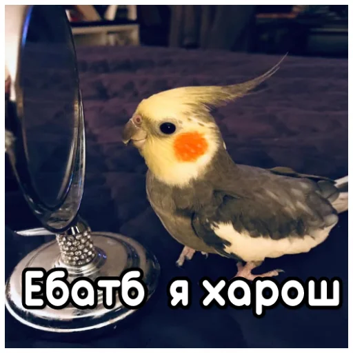 Стикер Telegram «Флекс папуги» 🕺