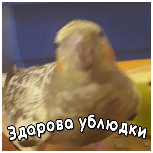 Telegram stiker «Флекс папуги» 👎
