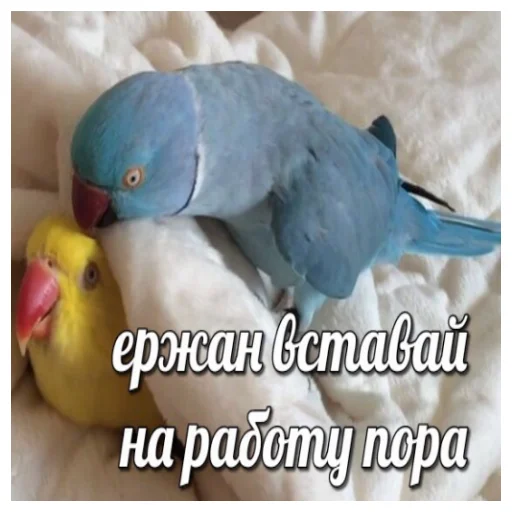 Стікер Telegram «Флекс папуги» 🗒