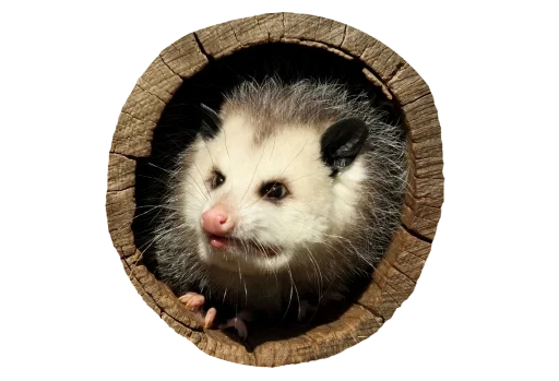 Possum style sticker 🙈