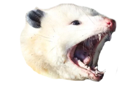 Possum style emoji 😠