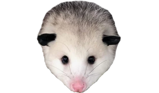 Possum style sticker 🥺