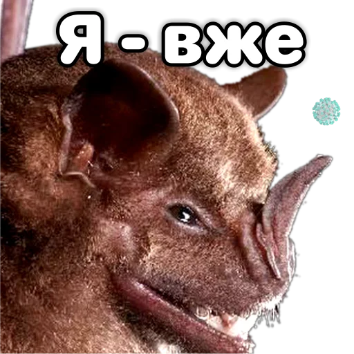 Telegram Sticker «Поторочений кажан» 😏