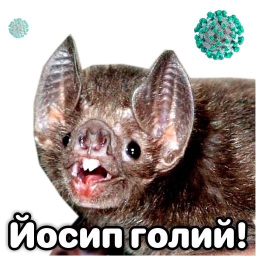 Telegram Sticker «Поторочений кажан» 😳