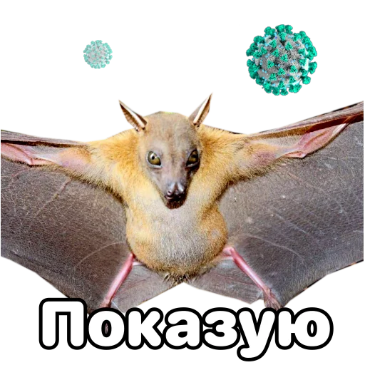 Telegram Sticker «Поторочений кажан» 👁
