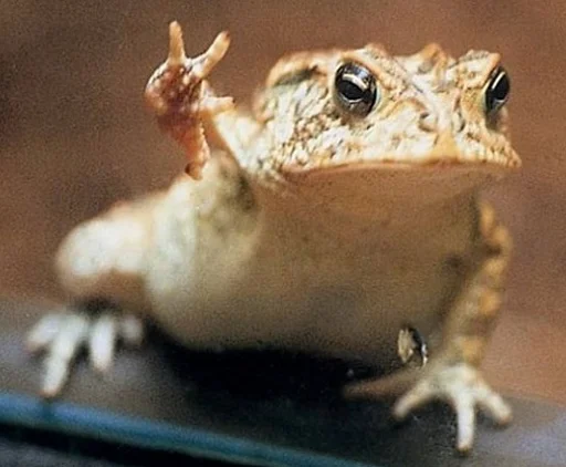 Эмодзи Frogs and toads ✌️