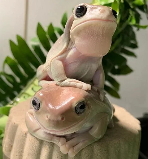 Frogs and toads stiker 🤝