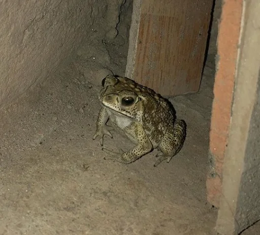 Стикер Frogs and toads 😶