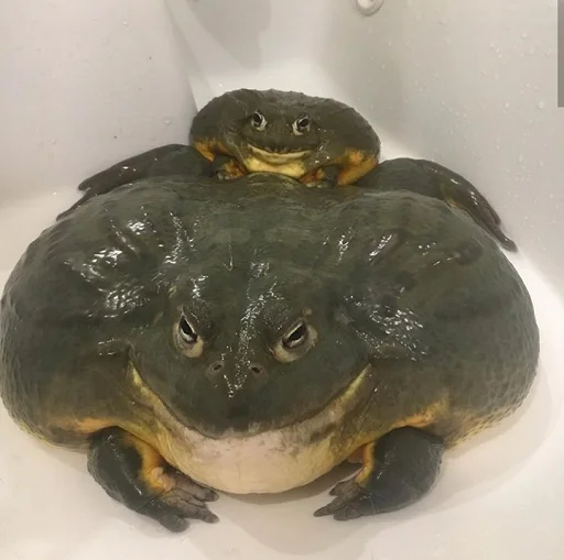 Frogs and toads emoji ?