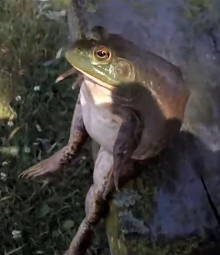Емодзі Frogs and toads ?