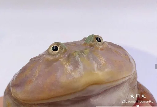 Эмодзи Frogs and toads ☺️