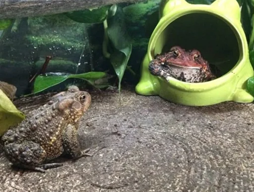 Эмодзи Frogs and toads ?‍?