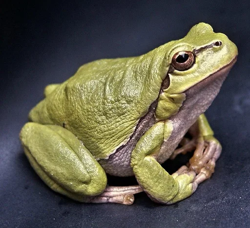 Стикер Telegram «Frogs and toads» ?