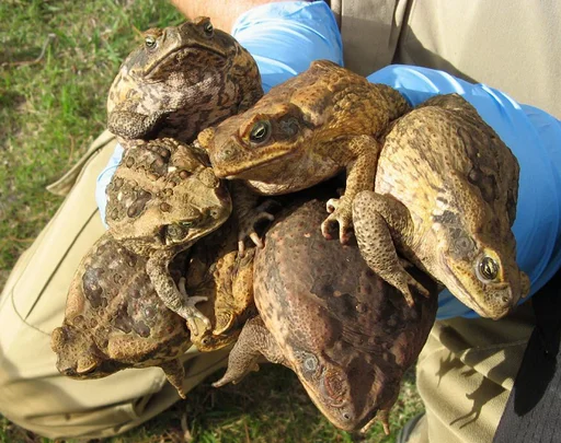 Эмодзи Frogs and toads ?