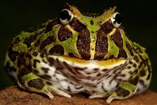 Telegram Sticker «Frogs and toads» ?