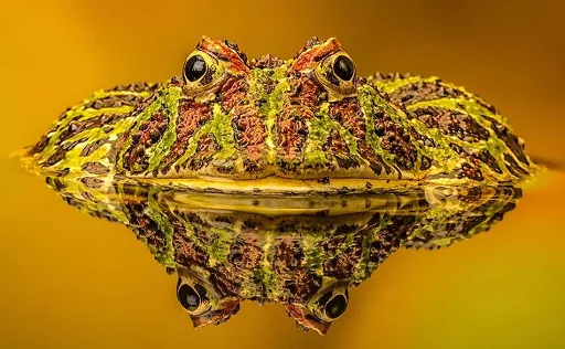 Эмодзи Frogs and toads ?