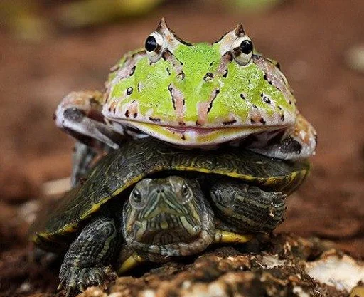 Стікер Telegram «Frogs and toads» 🐢
