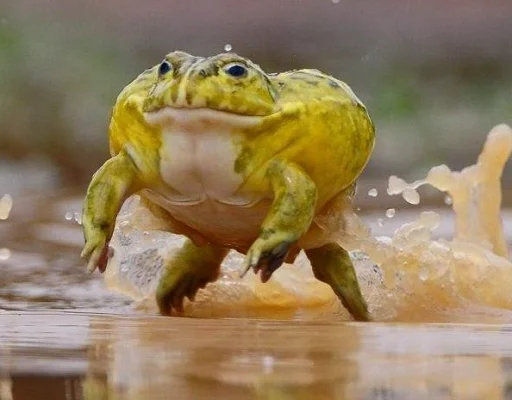 Стікер Frogs and toads 🏃‍♂️