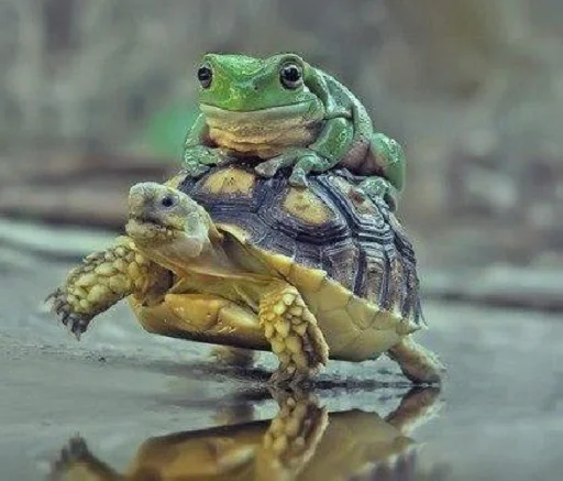 Стикер Telegram «Frogs and toads» 🐢