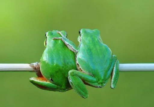Telegram stiker «Frogs and toads» 💑