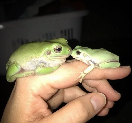 Стікер Frogs and toads 🥰