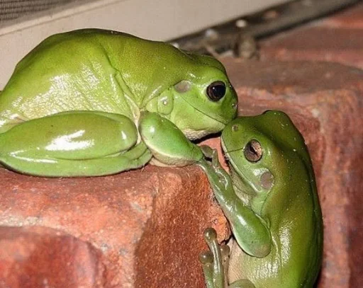 Стікер Frogs and toads 💏
