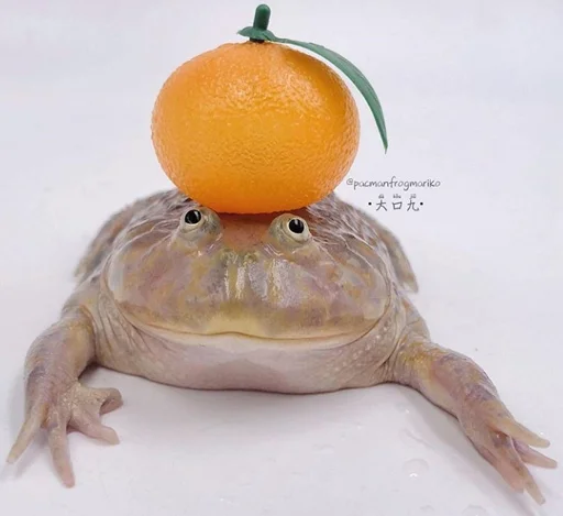 Telegram Sticker «Frogs and toads» 🍊