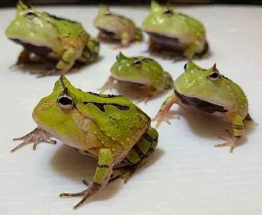 Стикер Telegram «Frogs and toads» 👨‍👩‍👦‍👦