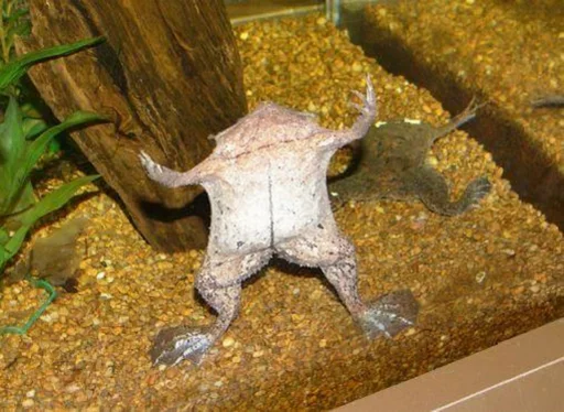 Стикер Telegram «Frogs and toads» 🕺