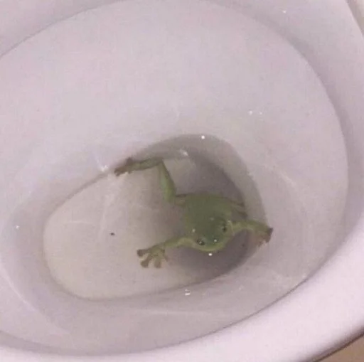 Стікер Frogs and toads 🚽