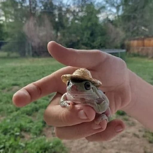 Стікер Frogs and toads 👒