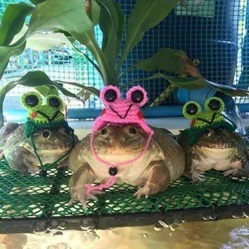 Стікер Frogs and toads 🥳