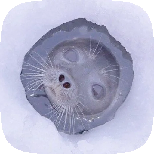 Pusa Seal stiker 🦭