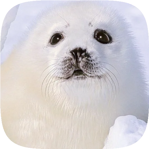 Стикер Telegram «Pusa Seal» 🦭