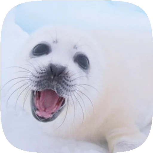 Стікер Pusa Seal 🦭